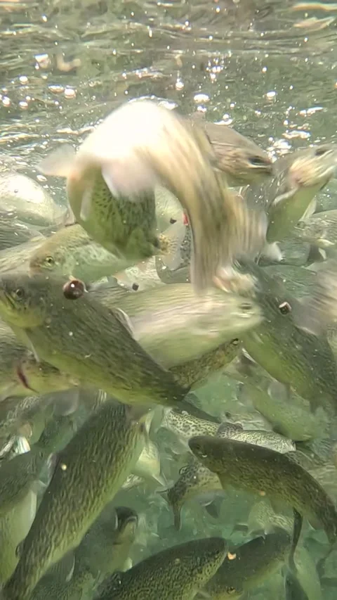 Feeding trout in the fish pond, slow motion Stock Footage 342795801