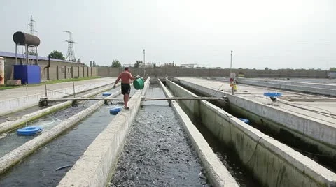 Feeding trout Stock Footage