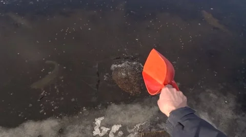 Feeding trout. Video stock 61458034
