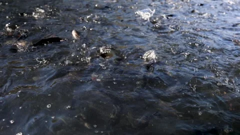 Feeding trout in the pool growing up Stock Footage 289682927