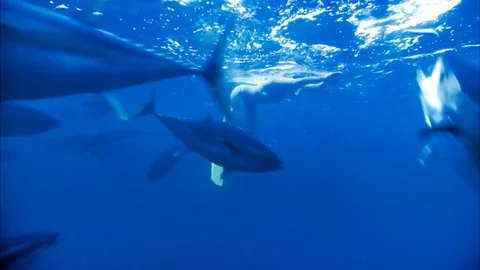 Feeding Tun Tuna Stock Footage 80181561