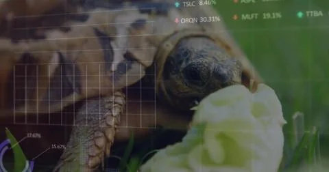 Feeding turtle extending head toward pale lettuce leaf in short grass, with Stock Photos