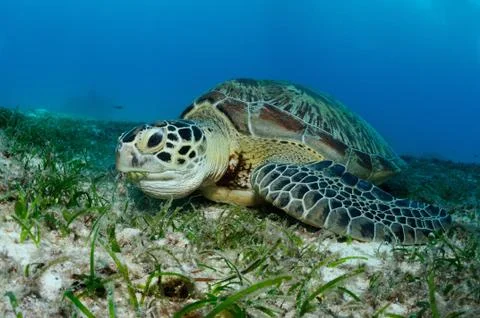 Feeding turtle 스톡 사진