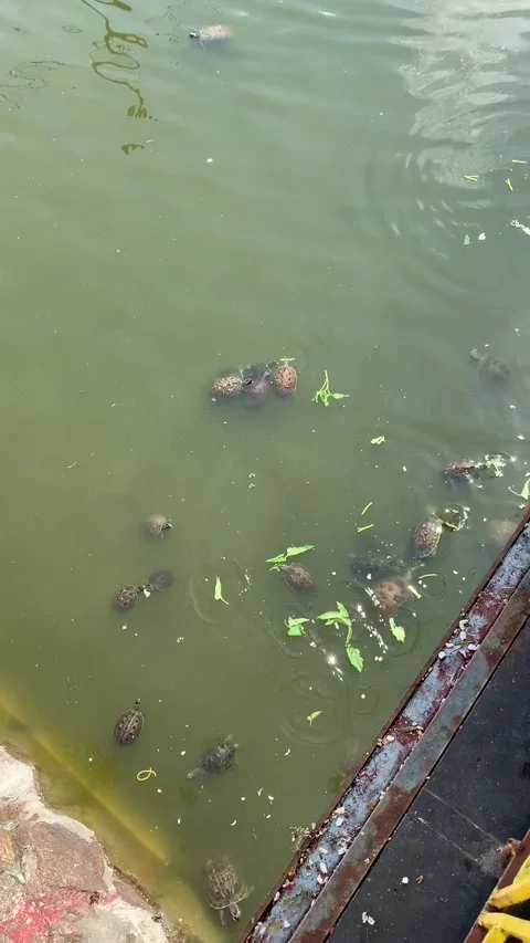 Feeding the turtles in a pond Stock Footage 343882169