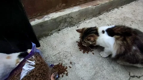 Feeding two cats Stock Footage 289786149