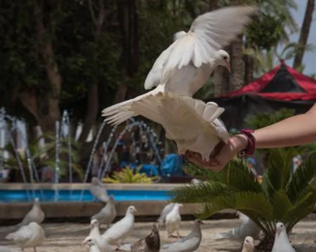 Feeding two flying white doves by the human in Benidorm park Stock Photos