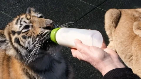 Feeding two small lion and tiger cubs with a bottle of goat's milk Vidéo 104078008