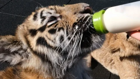 Feeding two small lion and tiger cubs with a bottle of goat's milk 動画素材 104078077