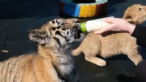 Feeding two small lion and tiger cubs with a bottle of goat's milk Vidéo 104078212