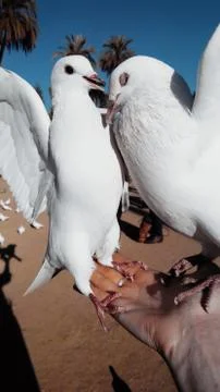 Feeding two white doves sitting and struggling on a woman's hand in the park  Stock Photos