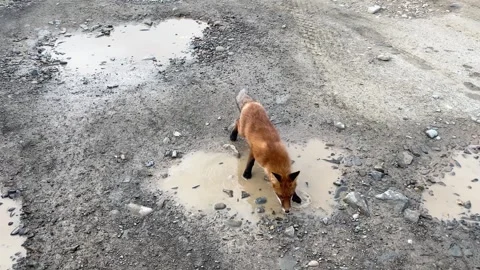 Feeding two wild foxes in the middle of a dirt road in the summer Stock Footage 260848013