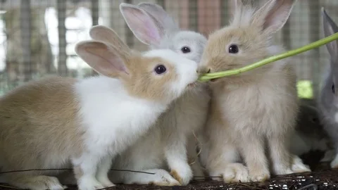 Feeding vegetable to rabbit. Stock Footage 78058249