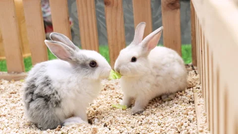 Feeding vegetable to two little fluffy white-brown rabbits. Stock Footage 247962954