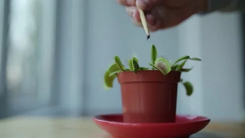 Feeding venus flytrap insects with tweezers Stock Footage 199313043