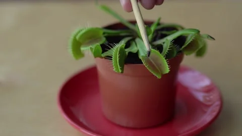 Feeding venus flytrap insects with tweezers Video stock 199313114