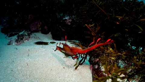 Feeding weedy seadragon Stock Footage 98080033