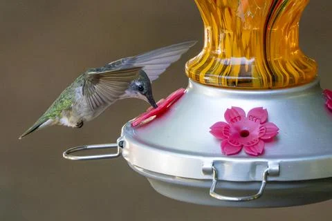 Feeding While Hovering Stock Photos