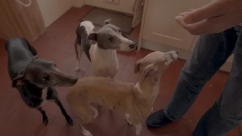 Feeding Whippets - Graded Stock Footage 101700235