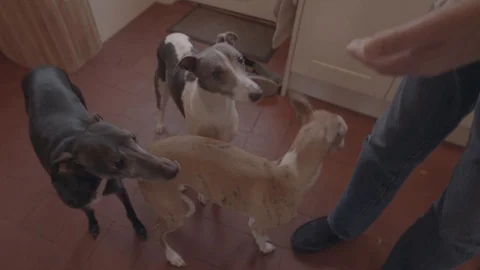 Feeding Whippets - ungraded Stock Footage 101700666