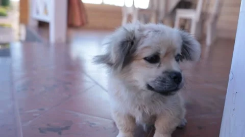 Feeding white dog under table owner. Medium shot dog looking camera. Stock Footage 197030753
