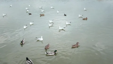 Feeding wild ducks and seagulls on a city park lake.  Stock Footage 320051966