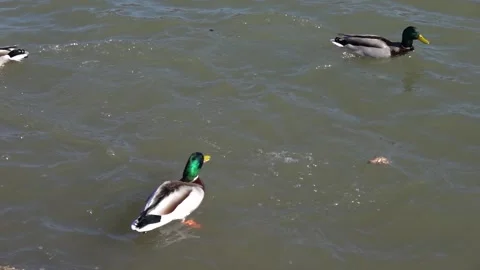 Feeding wild ducks with bread slow motion Stock Footage 237335881