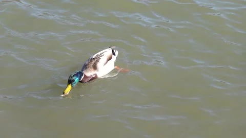 Feeding wild ducks with bread slow motion Stock Footage 237336127