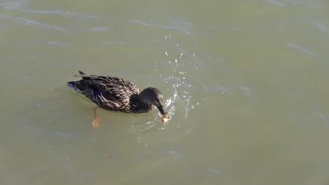 Feeding wild ducks with bread slow motion Stock Footage 237336432