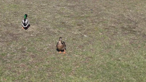 Feeding wild ducks with bread slow motion Stock Footage 237336981