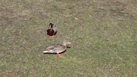 Feeding wild ducks with bread slow motion Stock Footage 237336989