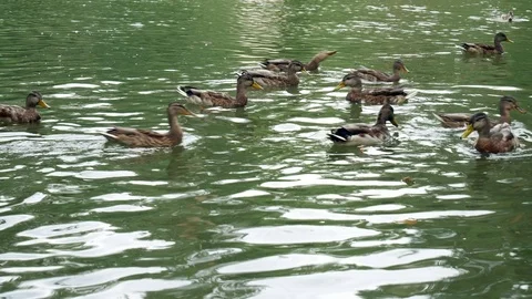 Feeding wild ducks on a forest lake. Stock Footage 79927991