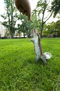 Feeding Wild Squirrel a Peanut Stock Photos