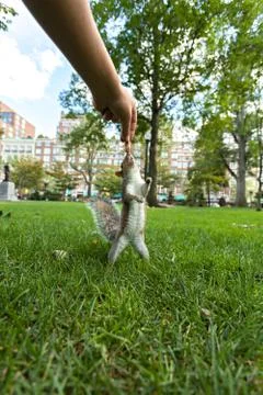 Feeding Wild Squirrel a Peanut Stock Photos