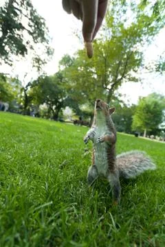 Feeding a wild squirrel Stock Photos