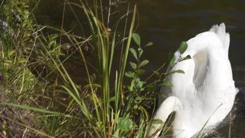 Feeding wild swans with bread by hand on a wild lake Vídeos de archivo 245231324