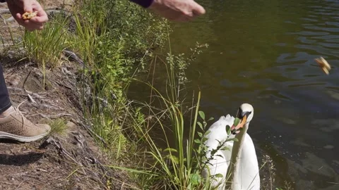 Feeding wild swans with bread by hand on a wild lake Vídeos de archivo 245439520