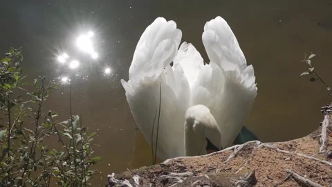 Feeding wild swans with bread on a wild lake Vídeos de archivo 245231109