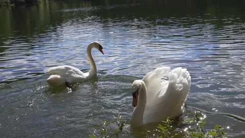 Feeding wild swans with bread on a wild lake Vídeos de archivo 245231408
