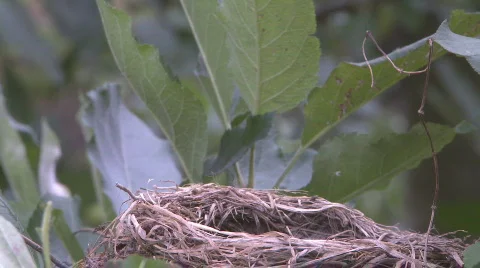 Feeding worms to chicks Stock Footage 301077