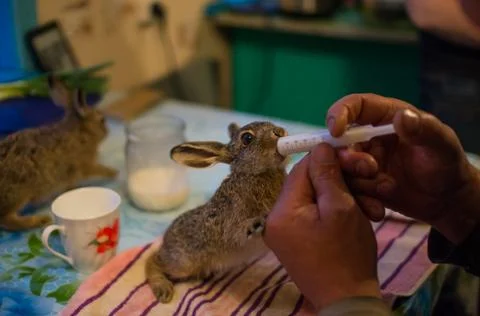Feeding of young hare Stock Photos