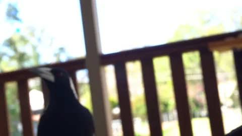 Feeding young magpie and its parent Stock Footage 315427134