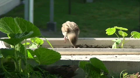 Feeding young sparrow 7 Stock Footage 83653