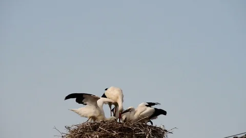 Feeding the young storks Stock Footage 118806974