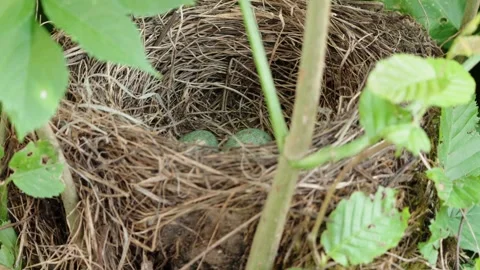 Feeding young thrushes Stock Footage 314044543