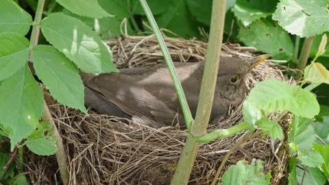 Feeding young thrushes Stock Footage 314044607