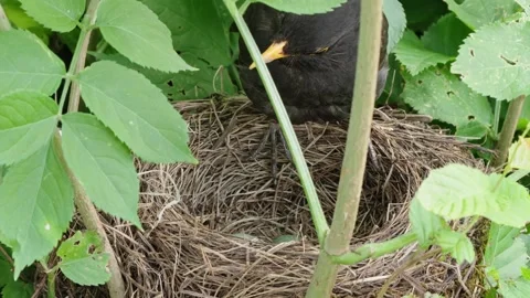 Feeding young thrushes Stock Footage 314044619