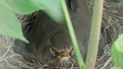 Feeding young thrushes Stock Footage 314044658