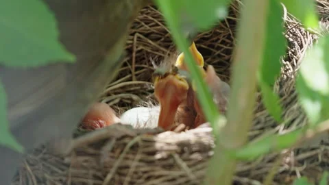 Feeding young thrushes Stock Footage 314044973