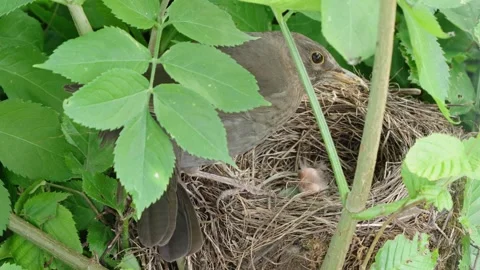 Feeding young thrushes Stock Footage 314045036