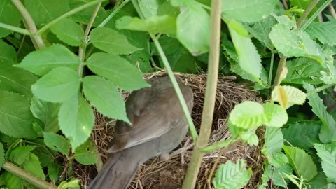 Feeding young thrushes Stock Footage 314045084